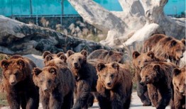 瘟疫动物园最新爆料